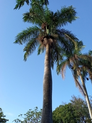 Roystonea borinquena