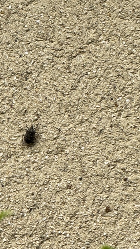 Yellow-spotted Stink Bug