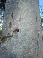 Roystonea borinquena