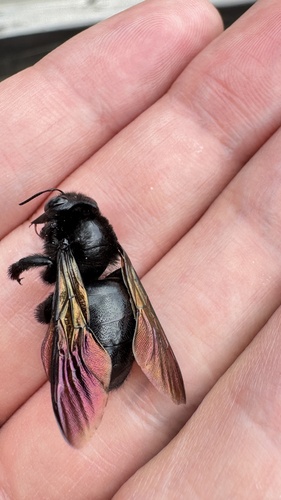 Bronze-winged Bamboo-Carpenter