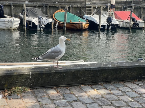 European Herring Gull