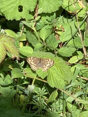 Pararge aegeria