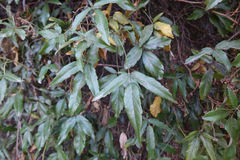 Rubus schmidelioides schmidelioides