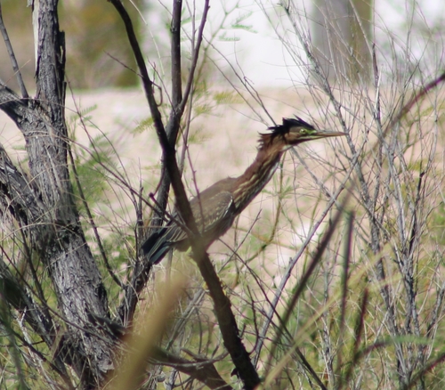 Green Heron