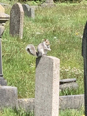 Sciurus carolinensis