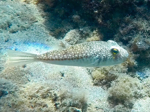 Flavimaculosus Puffer