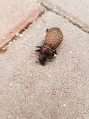Carabus ulrichii