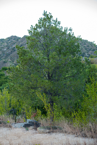 Laguna pinyon