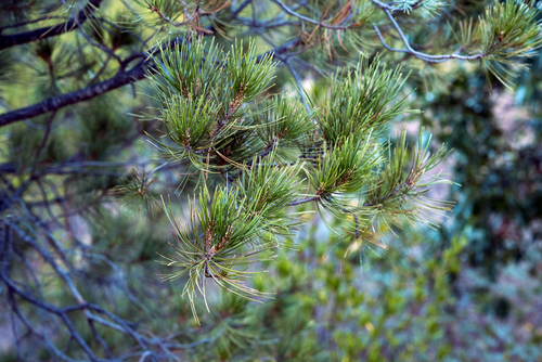 Laguna pinyon