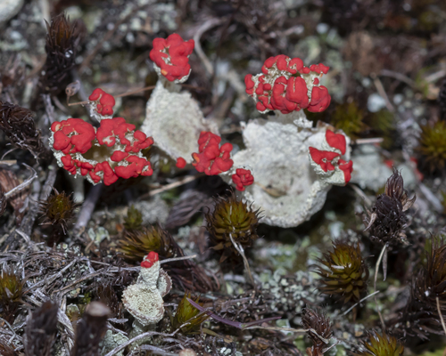 Red-fruited Pixie Cup