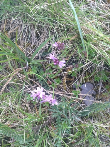 wild thyme