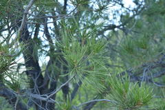 Pinus cembroides lagunae