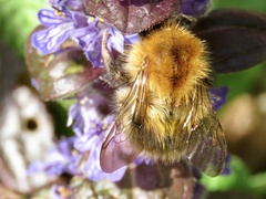Bombus pascuorum