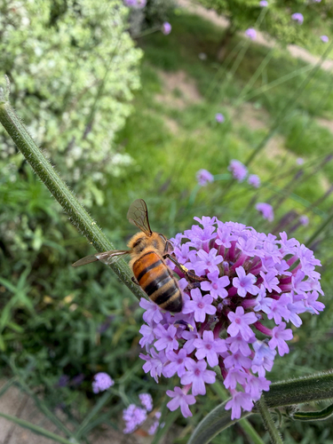 Western Honey Bee