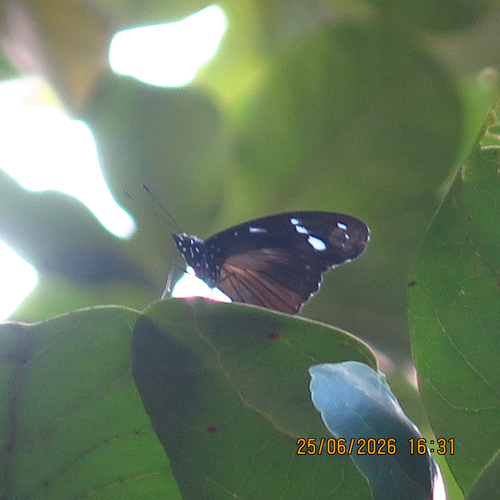 Variable Diadem