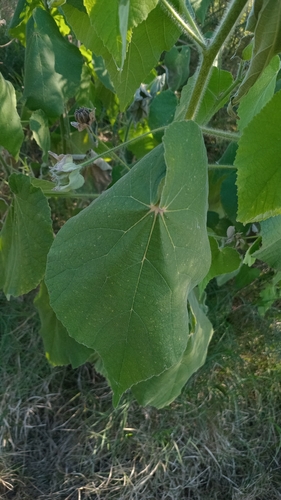 hairy abutilon