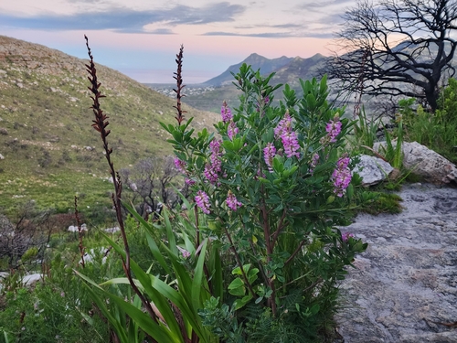 Indigofera cytisoides