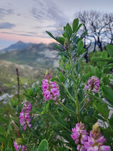 Indigofera cytisoides, photograph 1