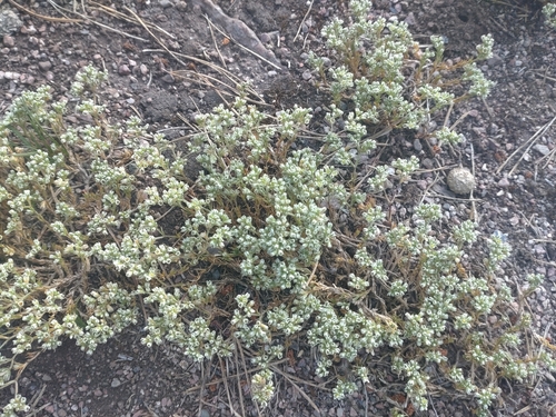 Perennial Knawel