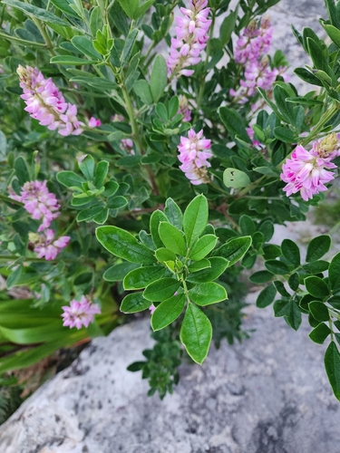 Indigofera cytisoides, photograph 2
