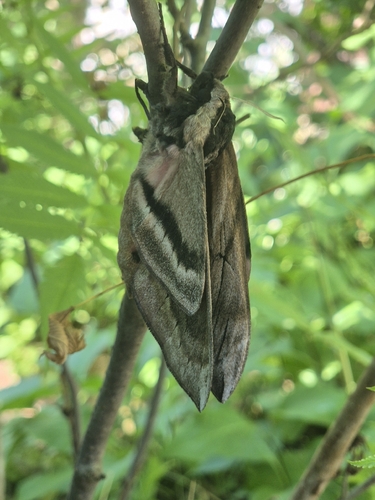 Privet Hawkmoth