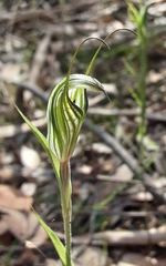 Pterostylis striata