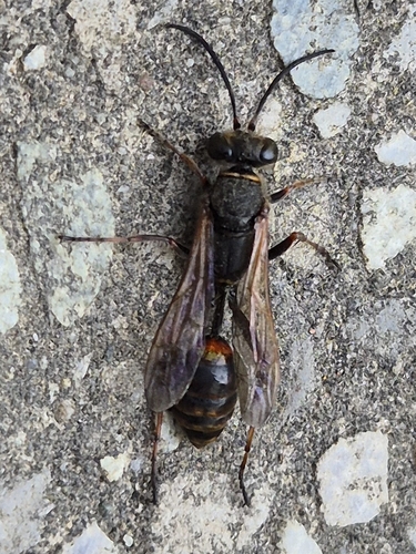 Asian Mud-dauber Wasp