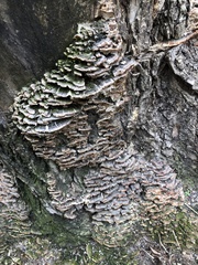 Polyporales