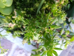 Austrocylindropuntia shaferi