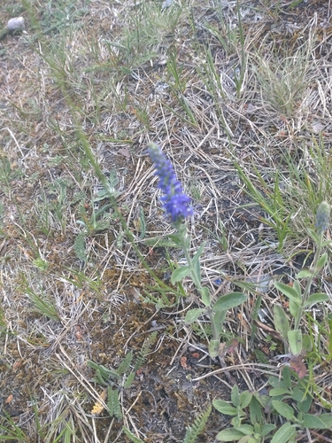 Spiked Speedwell