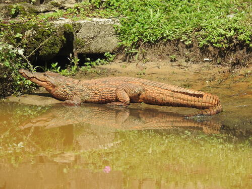 West African Crocodile