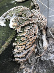Polyporales