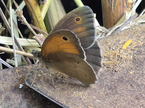 Meadow Brown