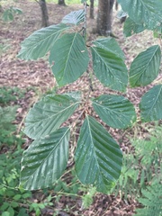 European beech