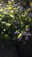 Brunnera macrophylla