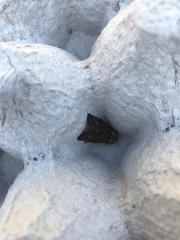 Orthosia incerta