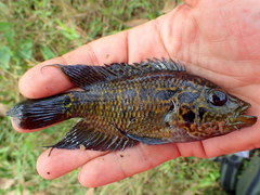 Parachromis friedrichsthalii