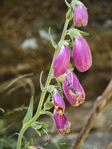 Digitalis thapsi, photograph 3
