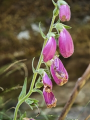 Digitalis thapsi, photograph (c) Daniel Heras González, some rights reserved (CC BY)