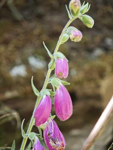 Digitalis thapsi, photograph 4