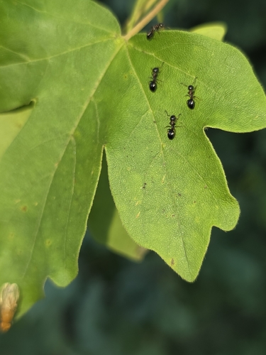 Four-Spotted Odorous Ant