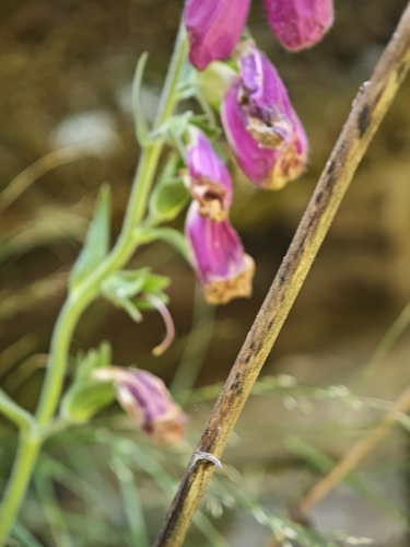 Digitalis thapsi, photograph 5