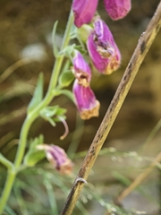 Digitalis thapsi, photograph (c) Daniel Heras González, some rights reserved (CC BY)