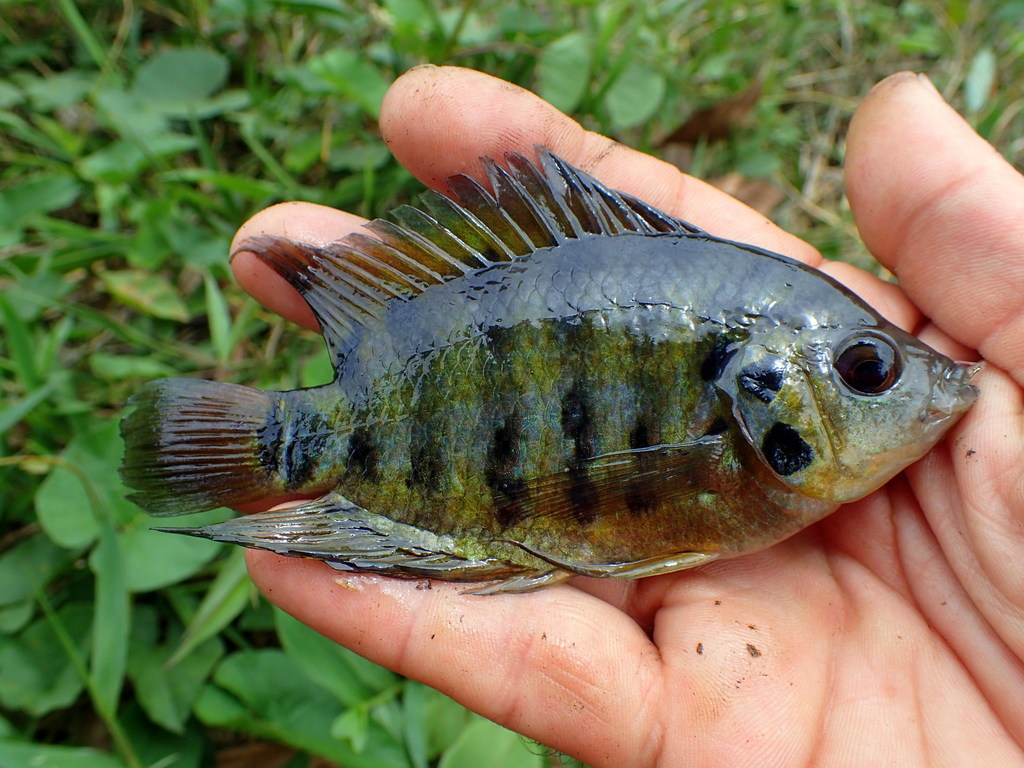 Flier Cichlid