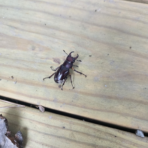 Reddish-brown Stag Beetle