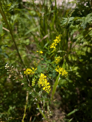 Yellow Sweetclover