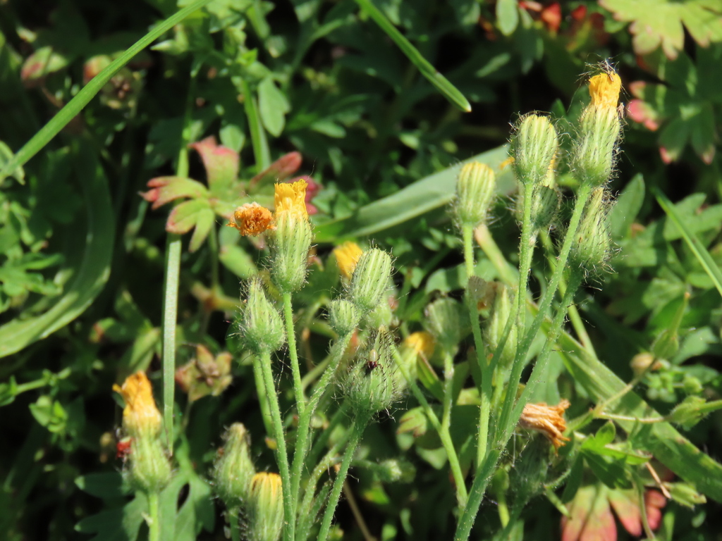 Pilosella floribunda; photograph (c) Oleksandr Shynder, some rights reserved (CC BY)