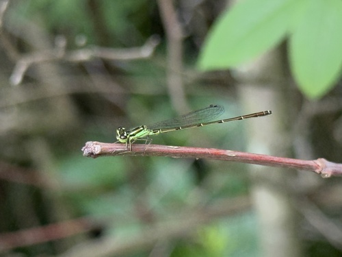 Fragile Forktail