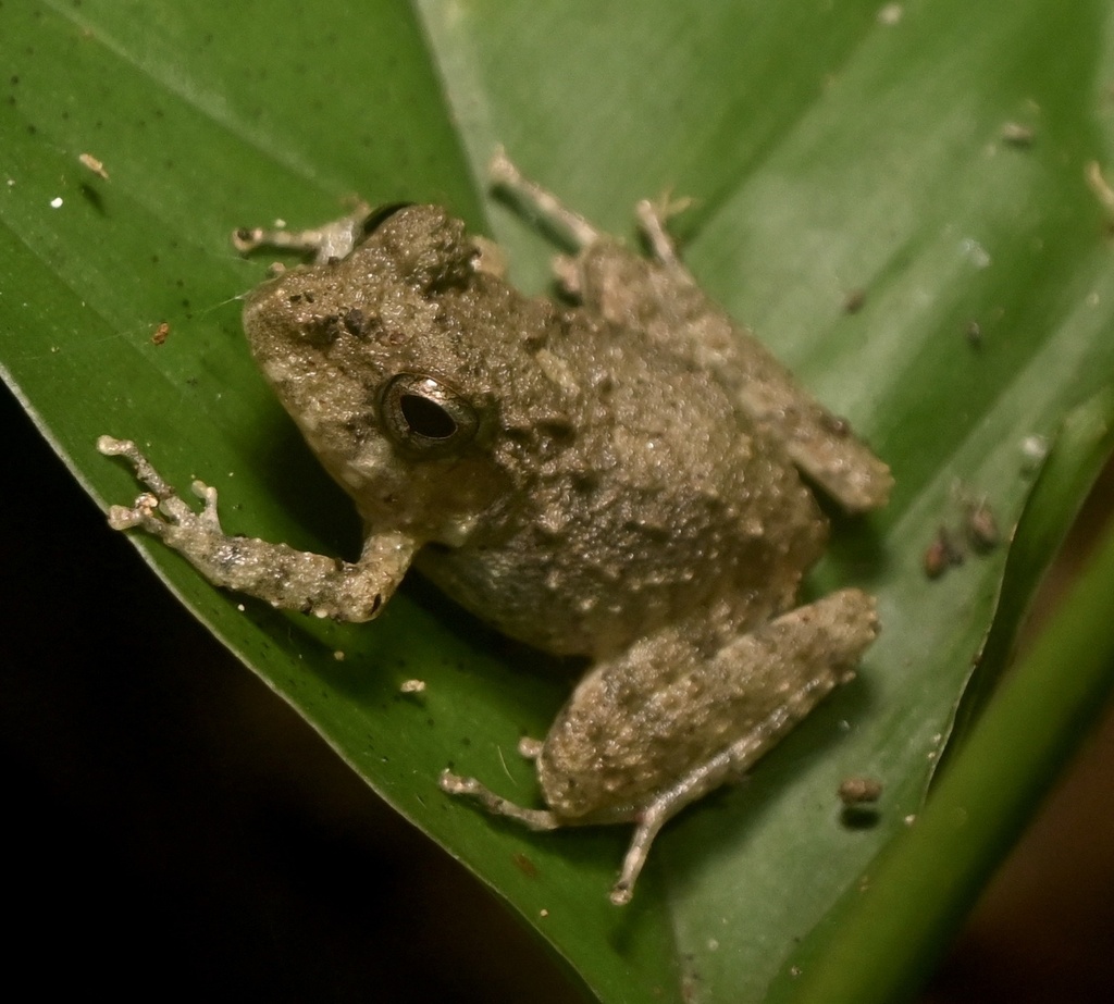 Limestone Rainfrog