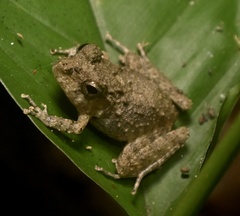 Limestone Rainfrog photo 1